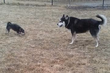 Greenvalley Dog Park photo 2